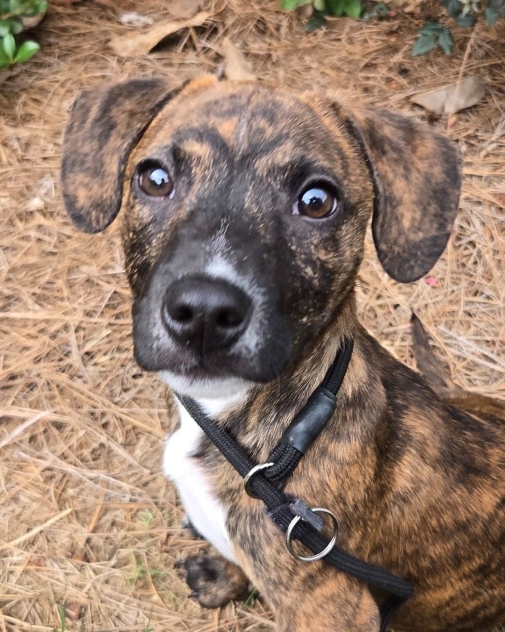 Photo of Moko, adoptable Mixed Breed in Douglasville, Georgia