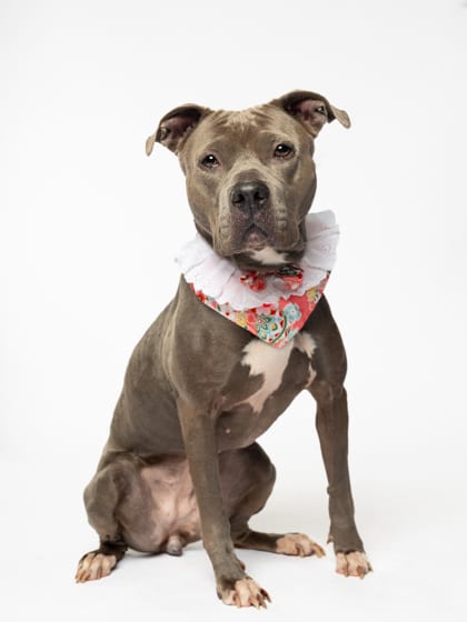 Photo of Augie, adoptable dog in Atlanta, Georgia