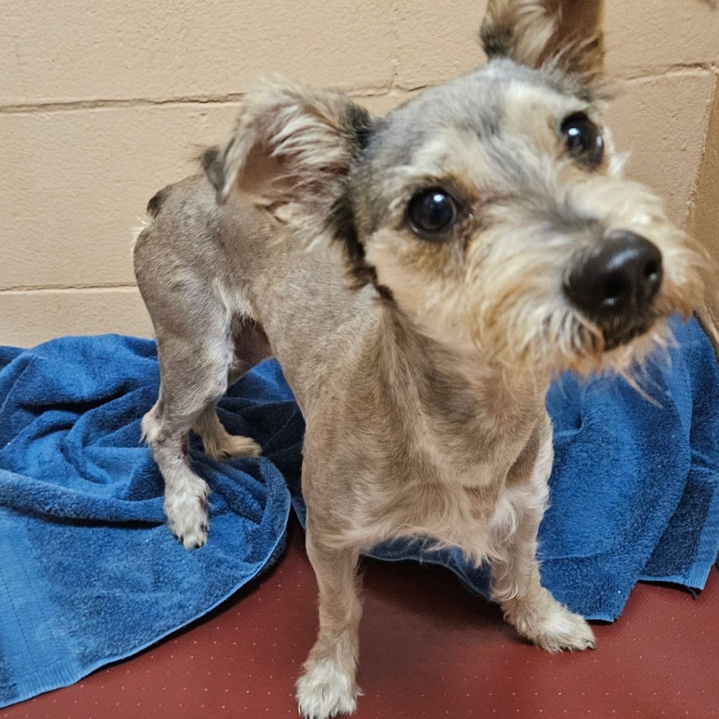 Photo of Otto, adoptable Schnauzer / Mix in Brownsville, Texas
