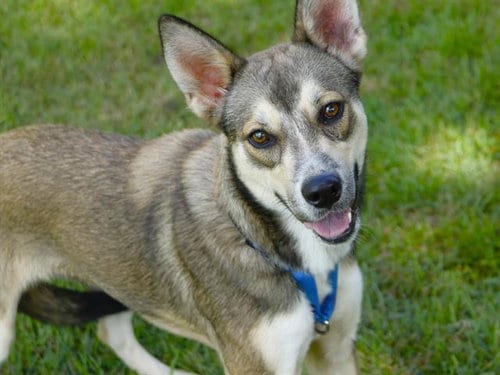Photo of Fifi, adoptable German Shepherd Dog in Tallahassee, Florida