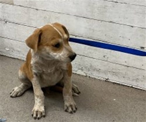 Photo of Harry Pupper, adoptable Australian Cattle Dog/Blue Heeler in San Bernardino, California