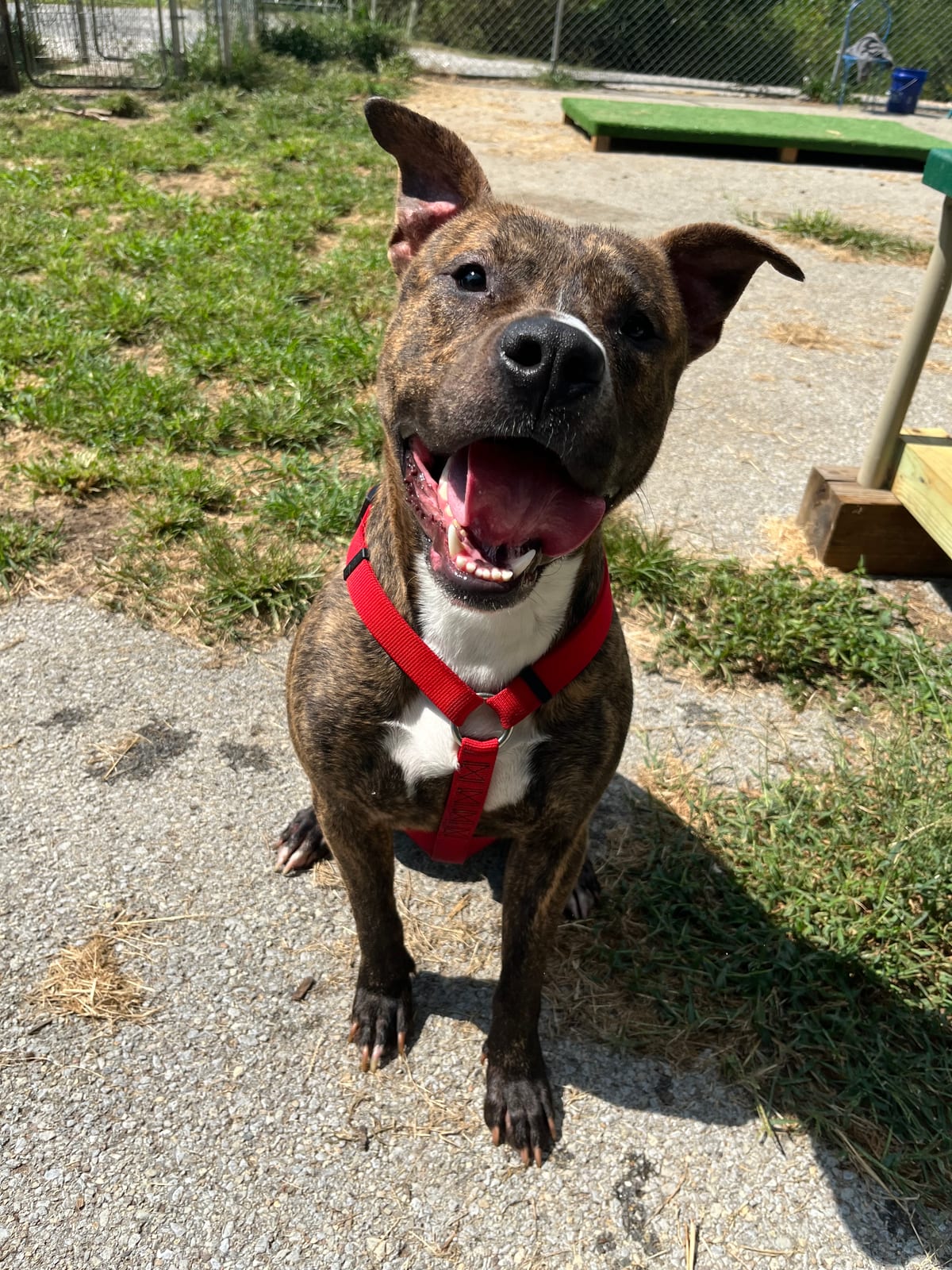 Photo of Riser, adoptable American Pit Bull Terrier in Fayetteville, West Virginia