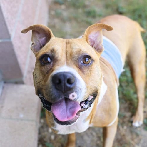 Photo of Zeus, adoptable American Staffordshire Terrier in San Antonio, Texas