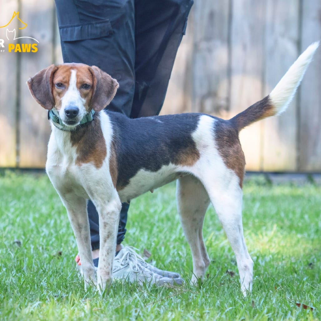 Photo of Loretta, adoptable Hound in Summerville, South Carolina
