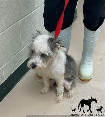 Photo of Oreo, adoptable Terrier mix in Chicago Ridge, Illinois