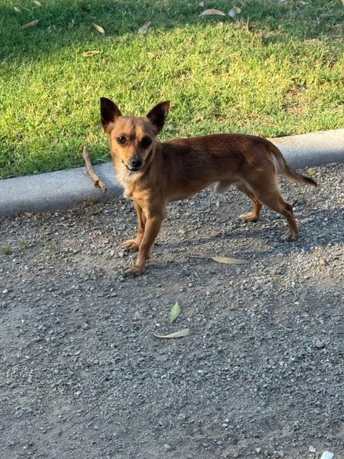 Photo of Nugget, adoptable Dachshund in Chandler, Arizona