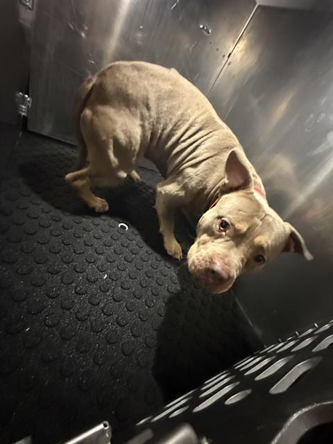 Photo of Martie, adoptable American Bulldog in San Antonio, Texas