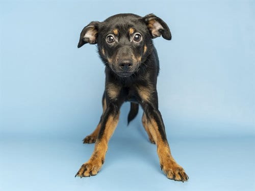 Photo of Rambo, adoptable Chihuahua in Phoenix, Arizona