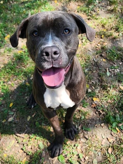Photo of Eastwood, adoptable Pit Bull Terrier in Peoria, Illinois