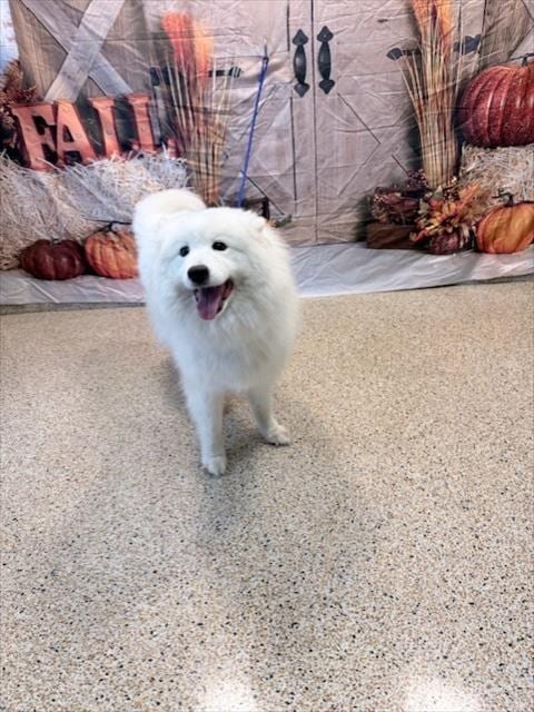 Photo of Star, adoptable Samoyed in Miami, Florida
