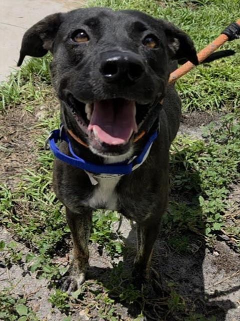Photo of Melrose, adoptable Labrador Retriever in Fort Lauderdale, Florida