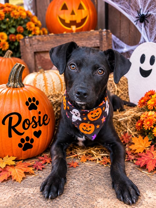 Photo of Rosie, adoptable Labrador Retriever in Mooresville, North Carolina