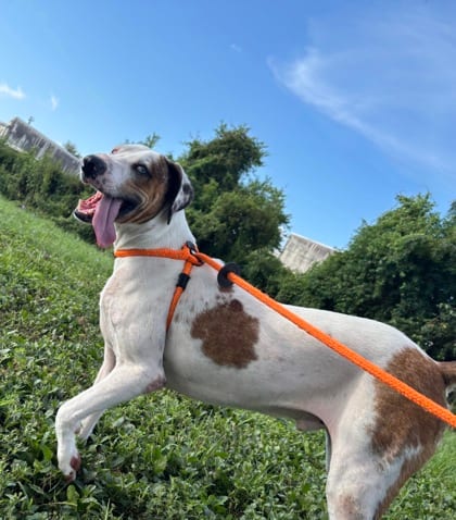 Photo of Blitz, adoptable Catahoula Leopard dog in New Orleans, Louisiana