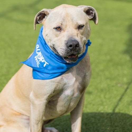 Photo of Marcel, adoptable Labrador Retriever in Hilton Head, South Carolina