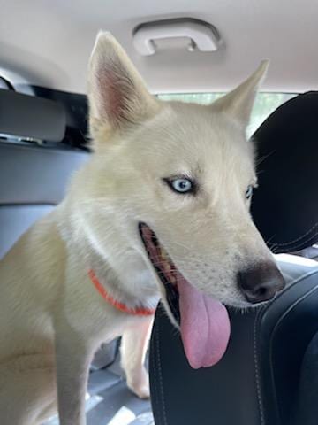 Photo of Prince (Reduced Rover), adoptable Husky in New Orleans, Louisiana