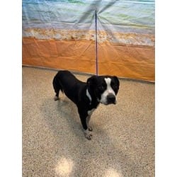 Photo of Congo, adoptable Terrier (Unknown Type, Medium) in Doral, Florida