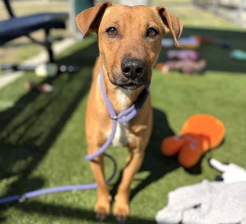 Photo of Nola, adoptable Redbone Coonhound in Houston, Texas