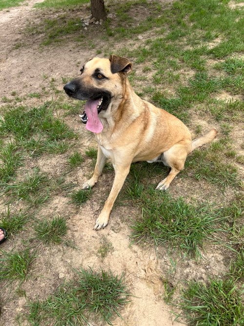 Photo of Conan, adoptable Black Mouth Cur in Gun Barrel City, Texas