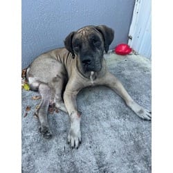 Photo of Jack, adoptable Mastiff in Doral, Florida