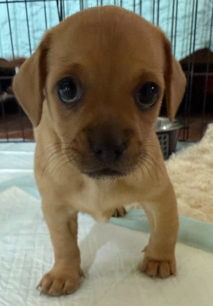 Photo of Linus, adoptable Terrier in St. Augustine, Florida