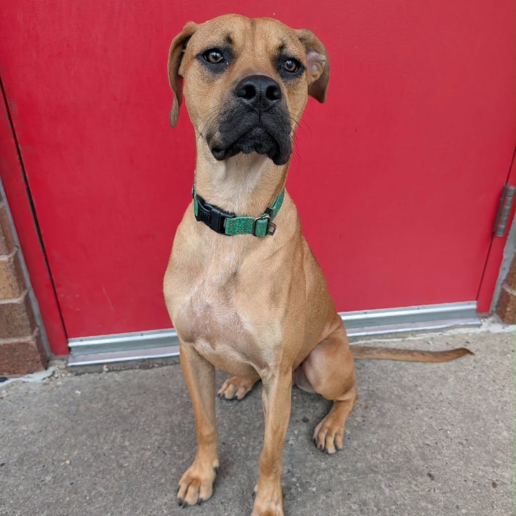 Photo of Magoo, adoptable Boxer / Mixed Breed (Large) in Wheeling, Illinois