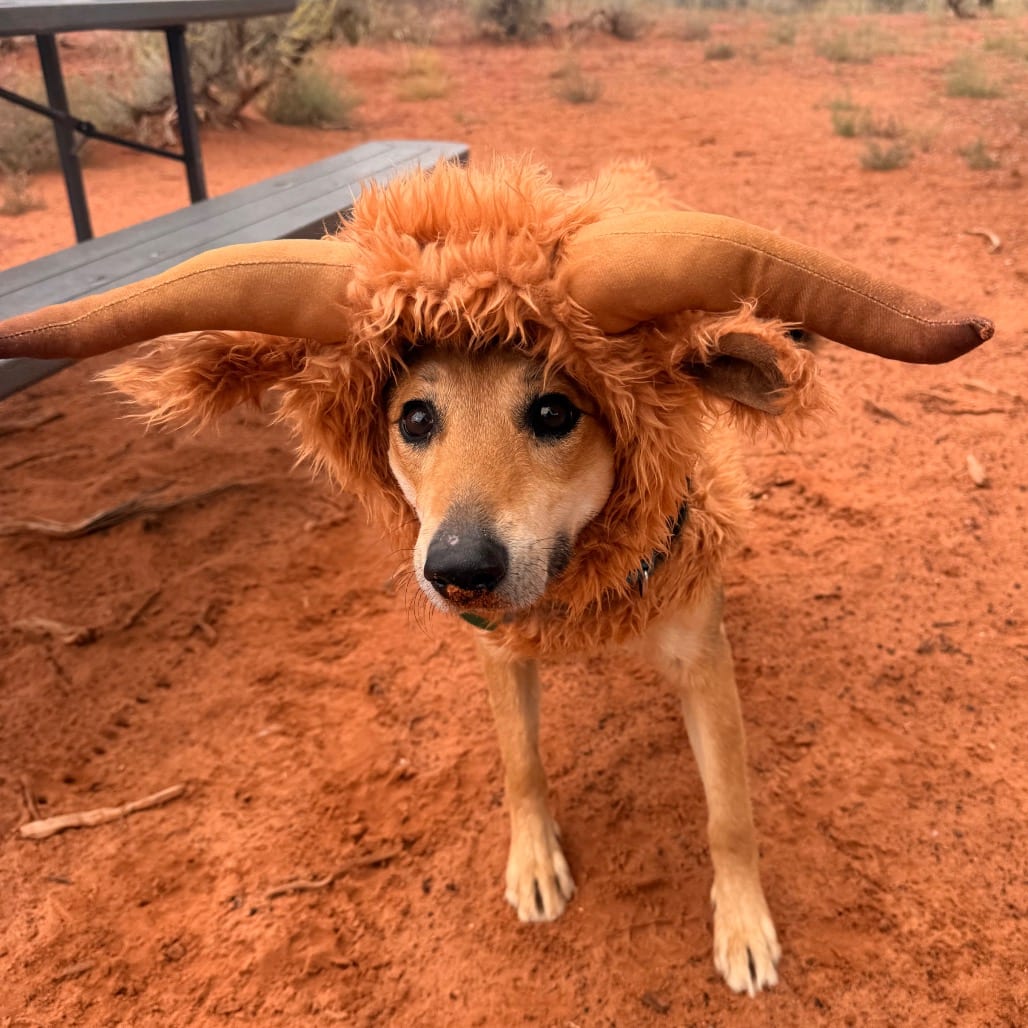 Photo of Rainbow, adoptable Shepherd, German / Mix in Kanab, Utah