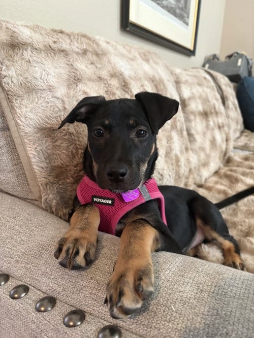 Photo of Brenda #2, adoptable Labrador Retriever in Aurora, Colorado