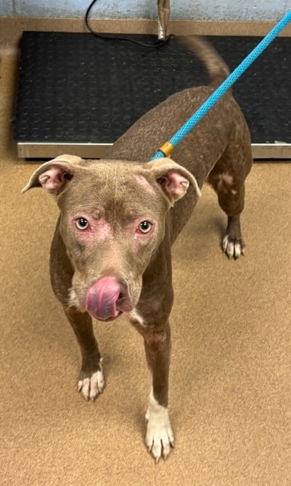 Photo of Clary Fray, adoptable dog in Chamblee, Georgia