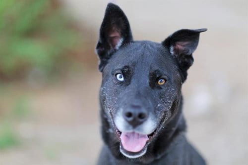 Photo of Daisy, adoptable Australian Shepherd in Albuquerque, New Mexico