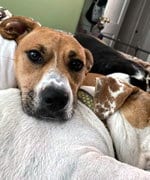 Photo of Luna, adoptable Basset Hound in Milmay, New Jersey
