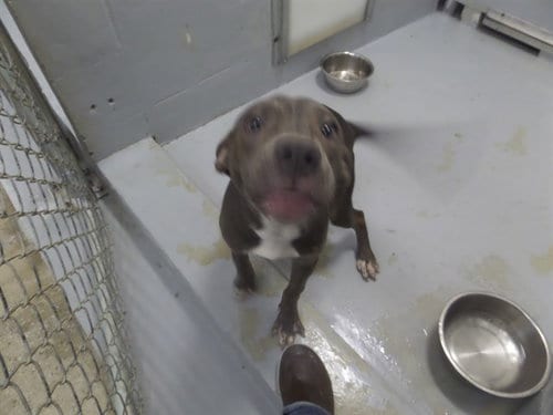 Photo of Frankie Stein, adoptable Pit Bull Terrier in Augusta, Georgia