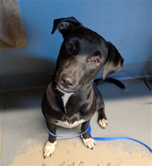 Photo of Myra, adoptable Dachshund in Tallahassee, Florida