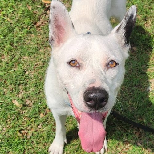 Photo of Izzy III (New Digs), adoptable German Shepherd Dog in Dallas, Texas