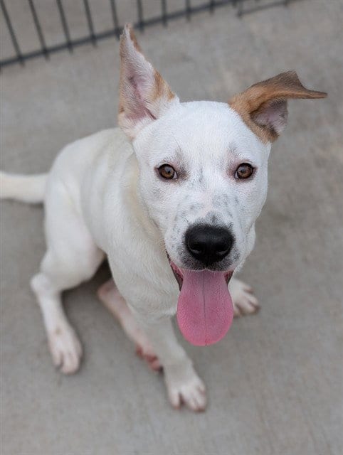 Photo of Sonny, adoptable Pit Bull Terrier in Sacramento, California