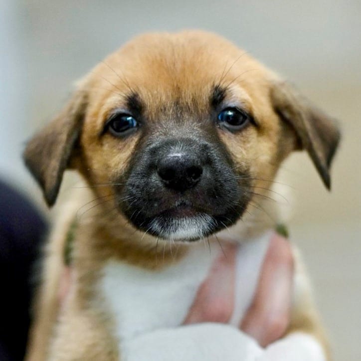 Photo of Sloth Bear, adoptable Retriever, Labrador / Mixed Breed (Medium) in Chapel Hill, North Carolina