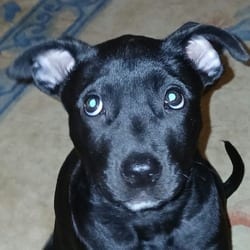 Photo of Raven, adoptable Belgian Malinois Mixed Breed (Medium) in Overland Park, Kansas