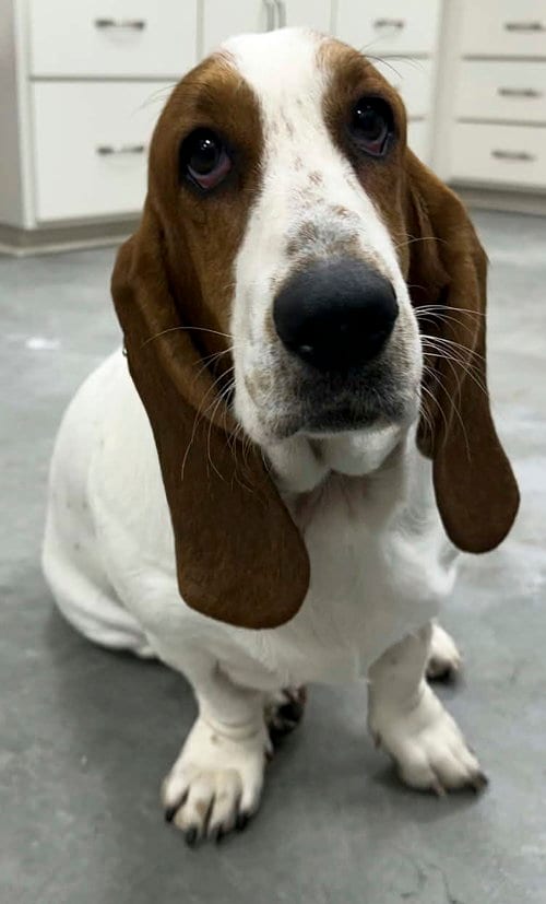 Photo of Minnie, adoptable Basset Hound in Milmay, New Jersey