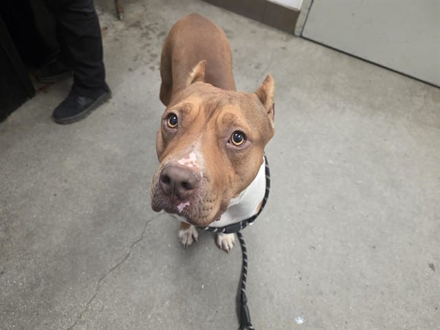 Photo of Queen, adoptable dog