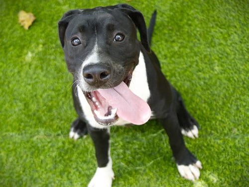 Photo of Gypsy, adoptable Staffordshire Bull Terrier in Tallahassee, Florida