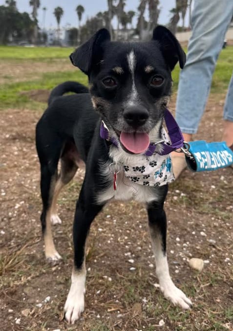 Photo of River, adoptable Chihuahua in San Diego, California