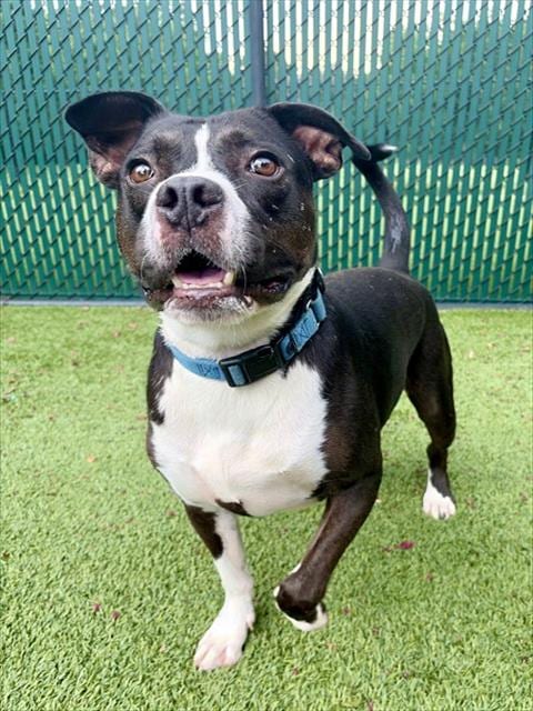 Photo of Smoke, adoptable Pit Bull Terrier in Statesville, North Carolina