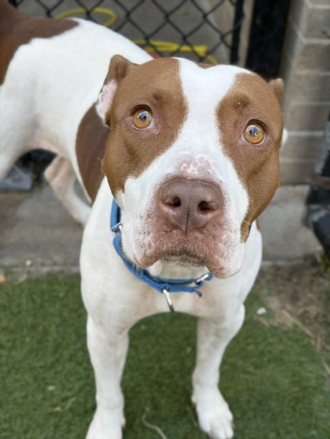 Photo of Lisa, adoptable Mixed Breed