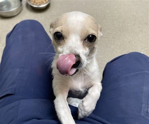 Photo of De Vos, adoptable Chihuahua in Denver, Colorado
