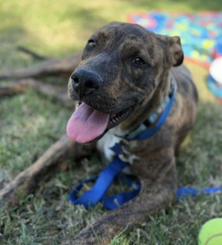 Photo of Dennis, adoptable Pit Bull Terrier in Bakersfield, California