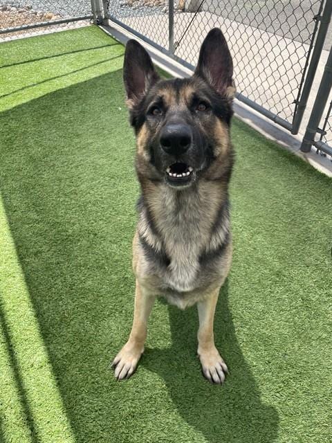 Photo of Trent, adoptable German Shepherd Dog in Jackson, California