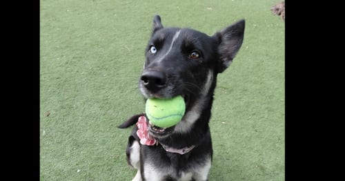 Photo of Luna OS, adoptable German Shepherd Dog in Cupertino, California