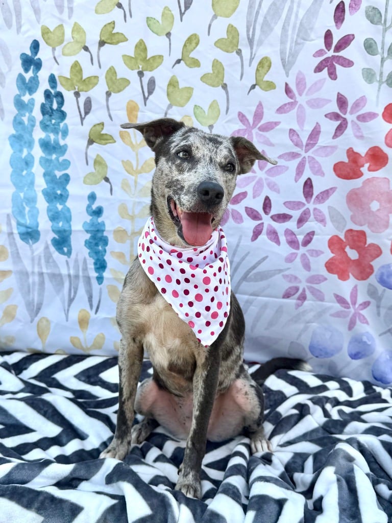Photo of Nova, adoptable Cattle Dog in Canyon Lake, Texas