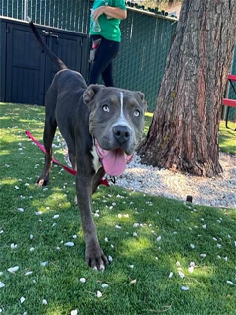 Photo of Manchego, adoptable Pit Bull Terrier in San Bernardino, California
