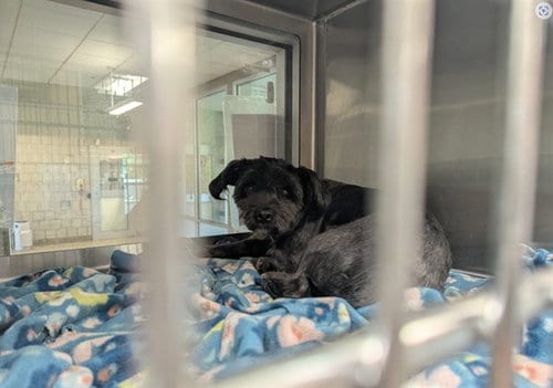 Photo of Grinch, adoptable Shih Tzu in Grand Prairie, Texas