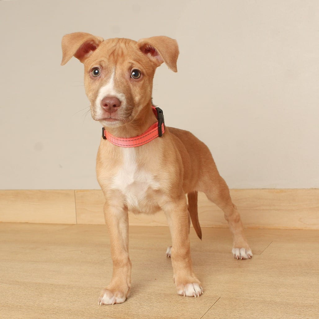 Photo of Cortland D71156, adoptable Terrier, American Pit Bull / Shepherd in Minnesota, Minnesota